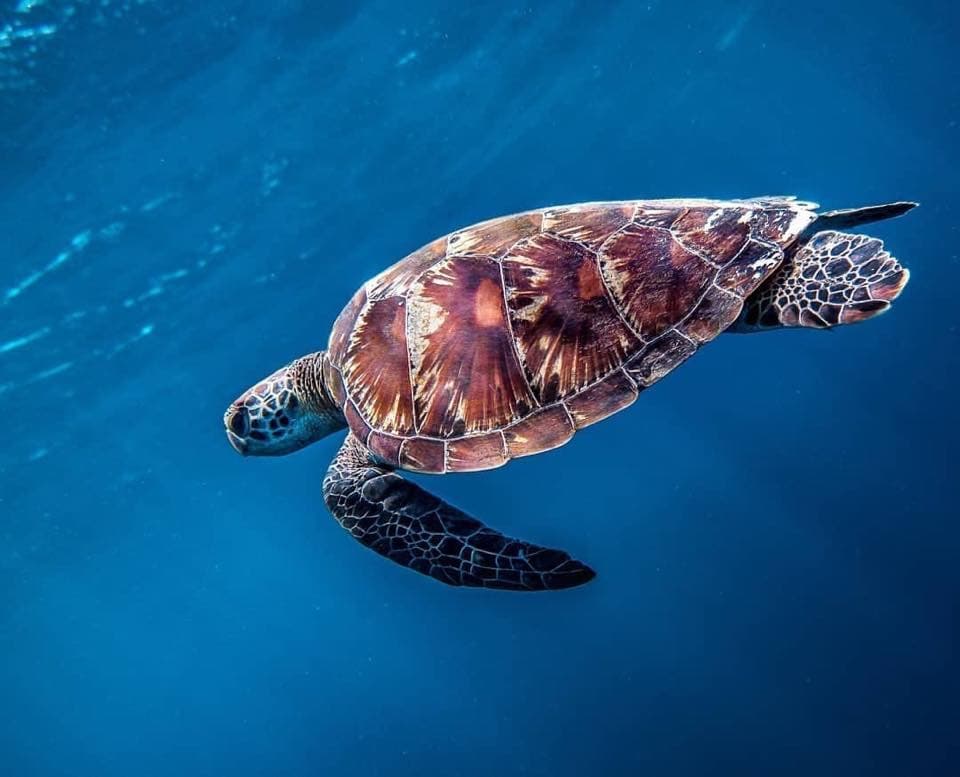 Snorkelling at Turtle Point
