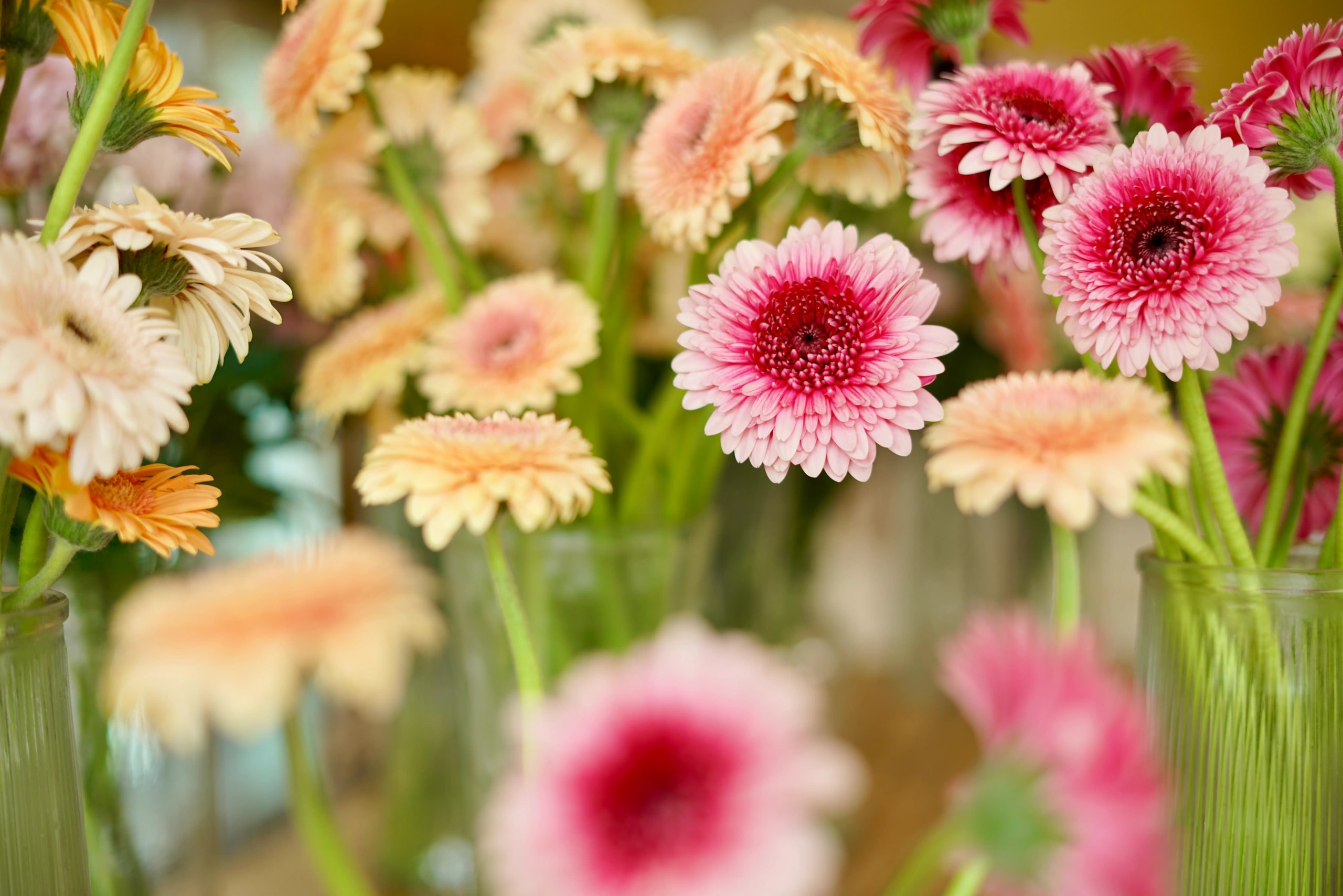 Close-up of fresh pink, cream, and orange gerbera daisy flowers arranged in glass vases.