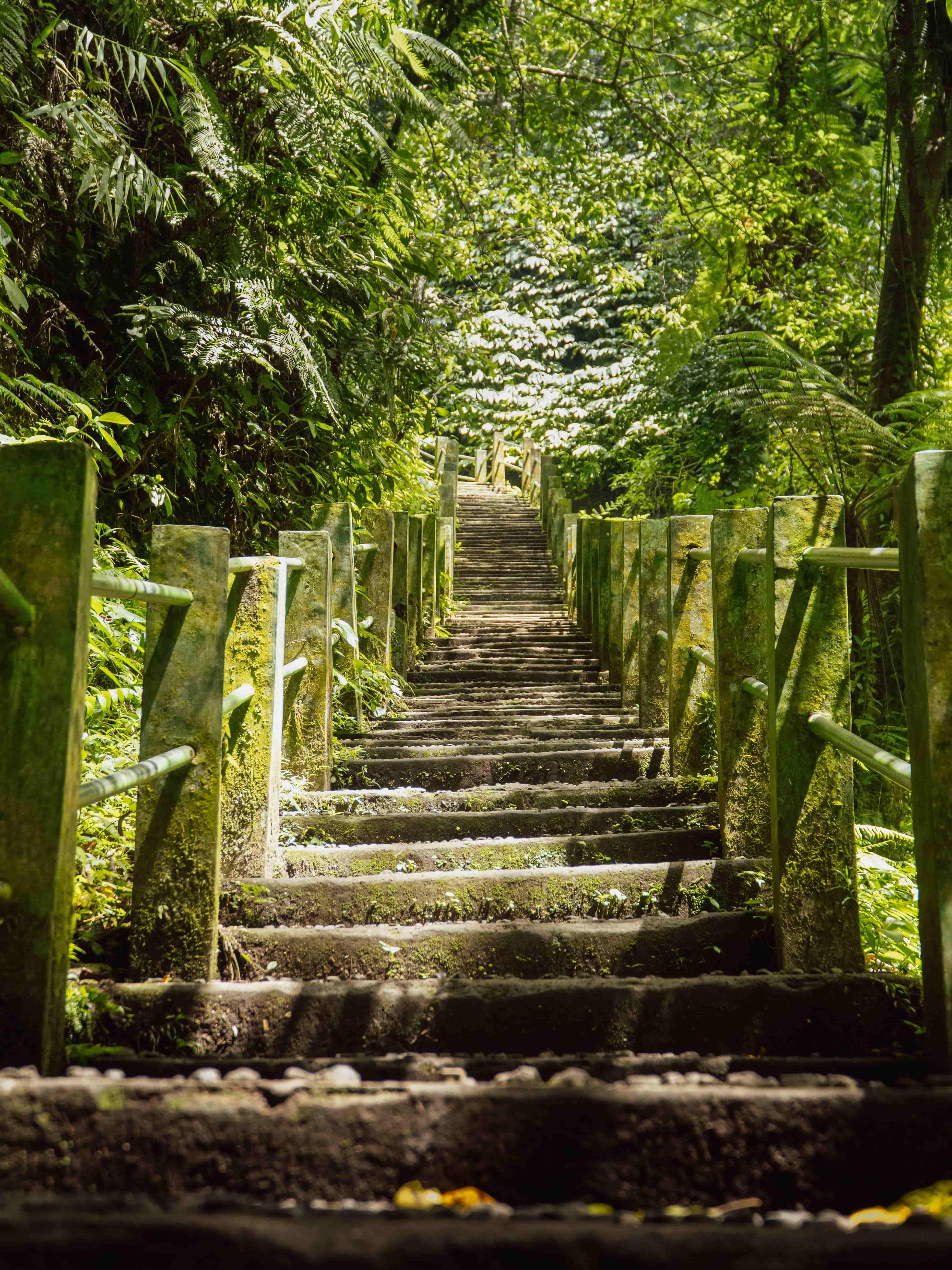 Moss-covered concrete stairs with handrails leading up through a dense, green tropical forest.