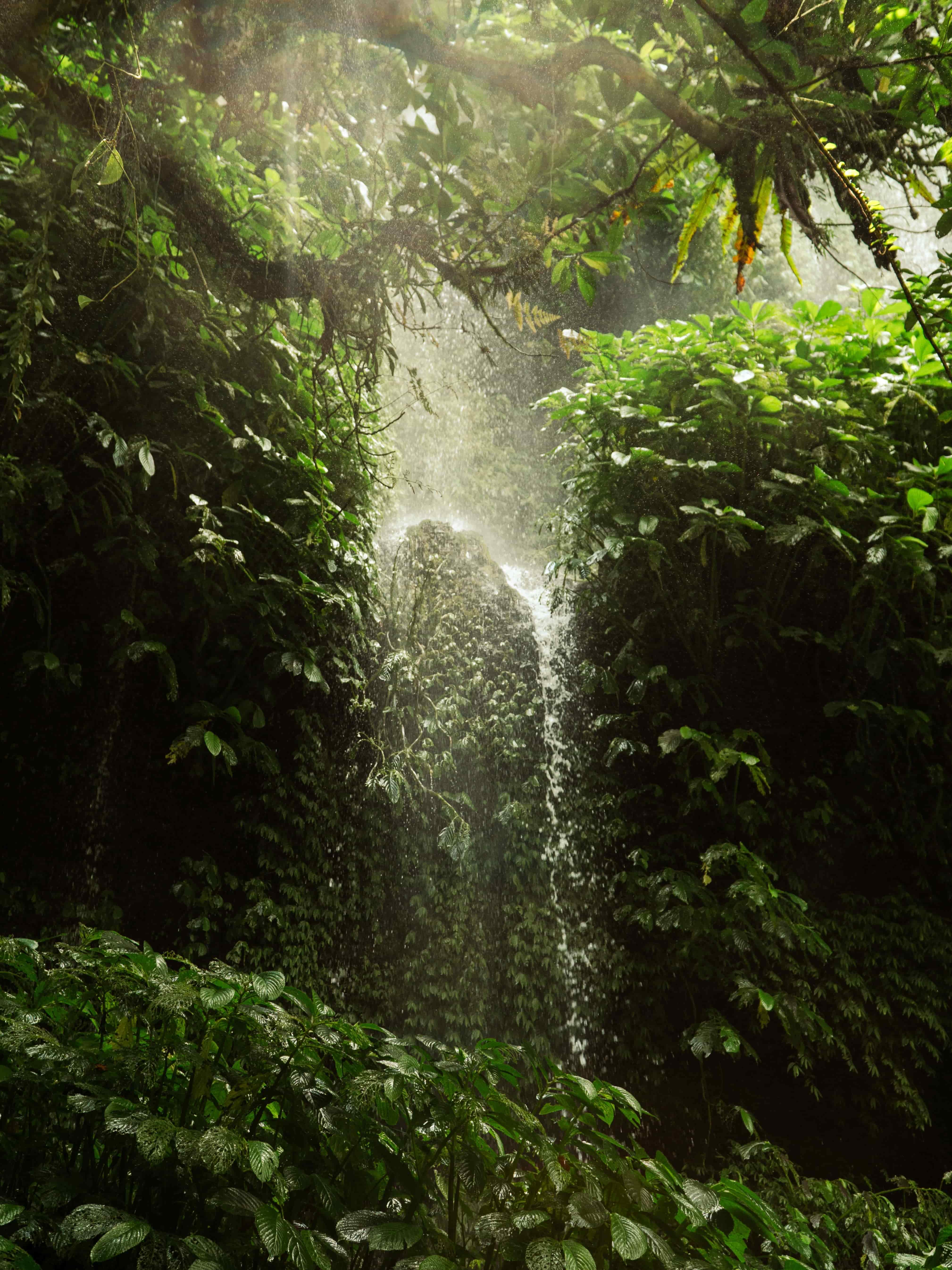 Sunlight streams through thick forest canopy onto a gentle waterfall pouring over mossy green foliage.