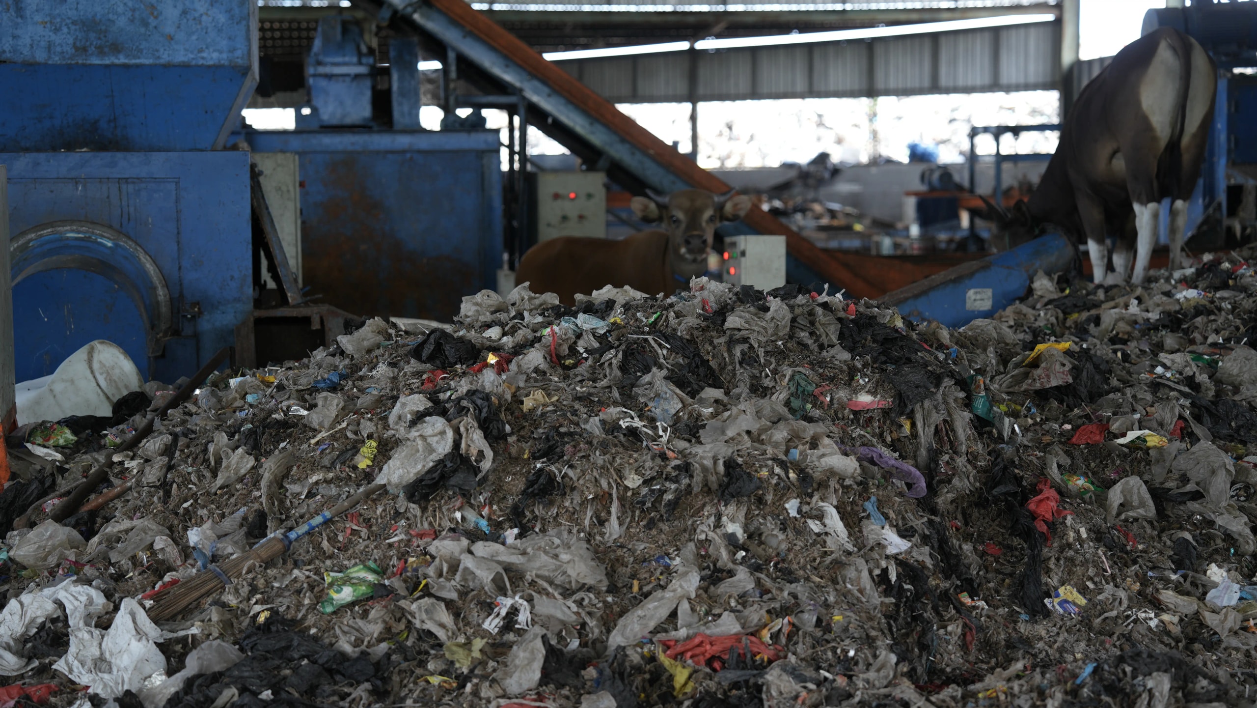 Close-up view of a large pile of sorted shredded plastic waste inside a facility, with heavy industrial machinery and cattle visible in the background.