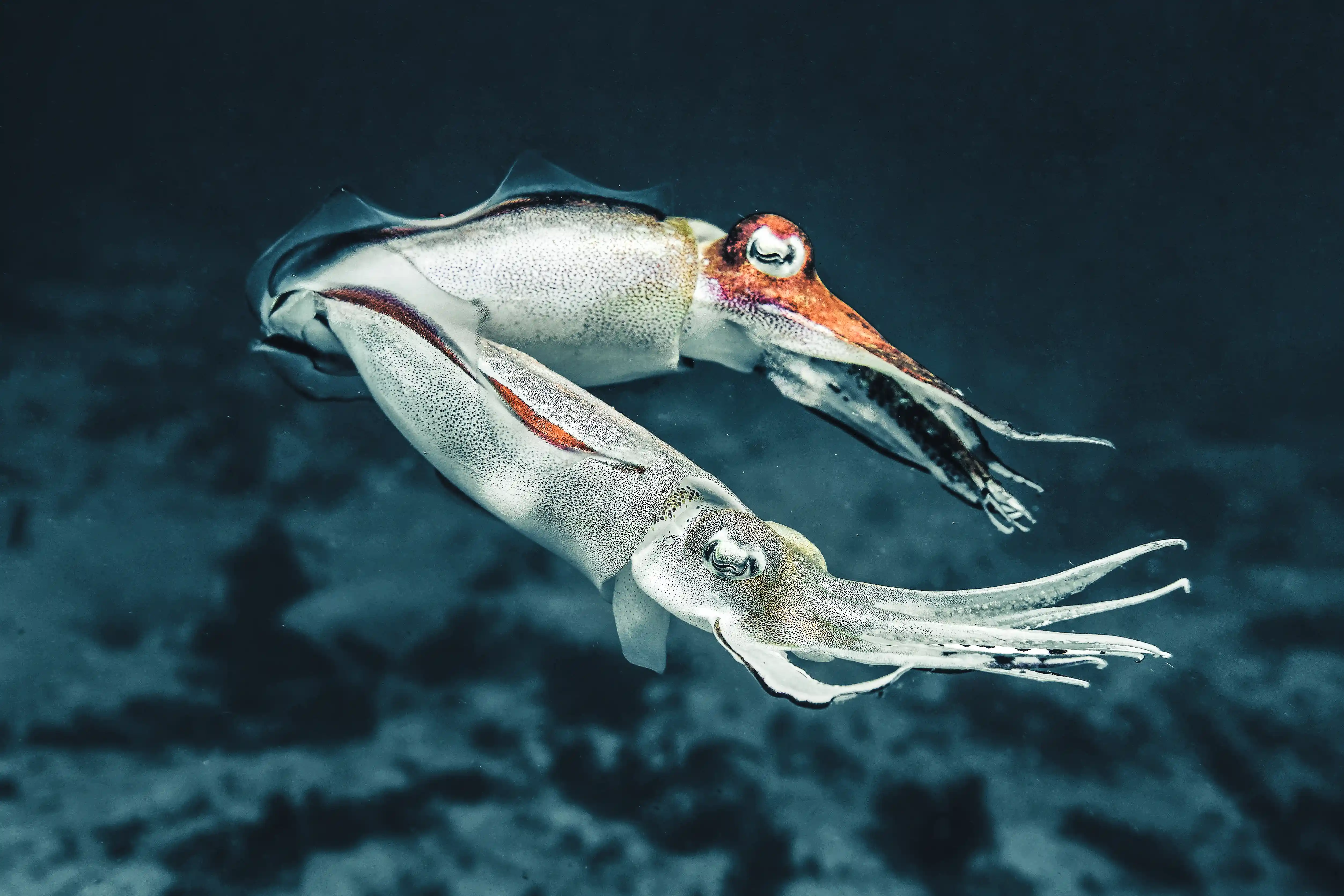 Two squids swimming together in dark water.