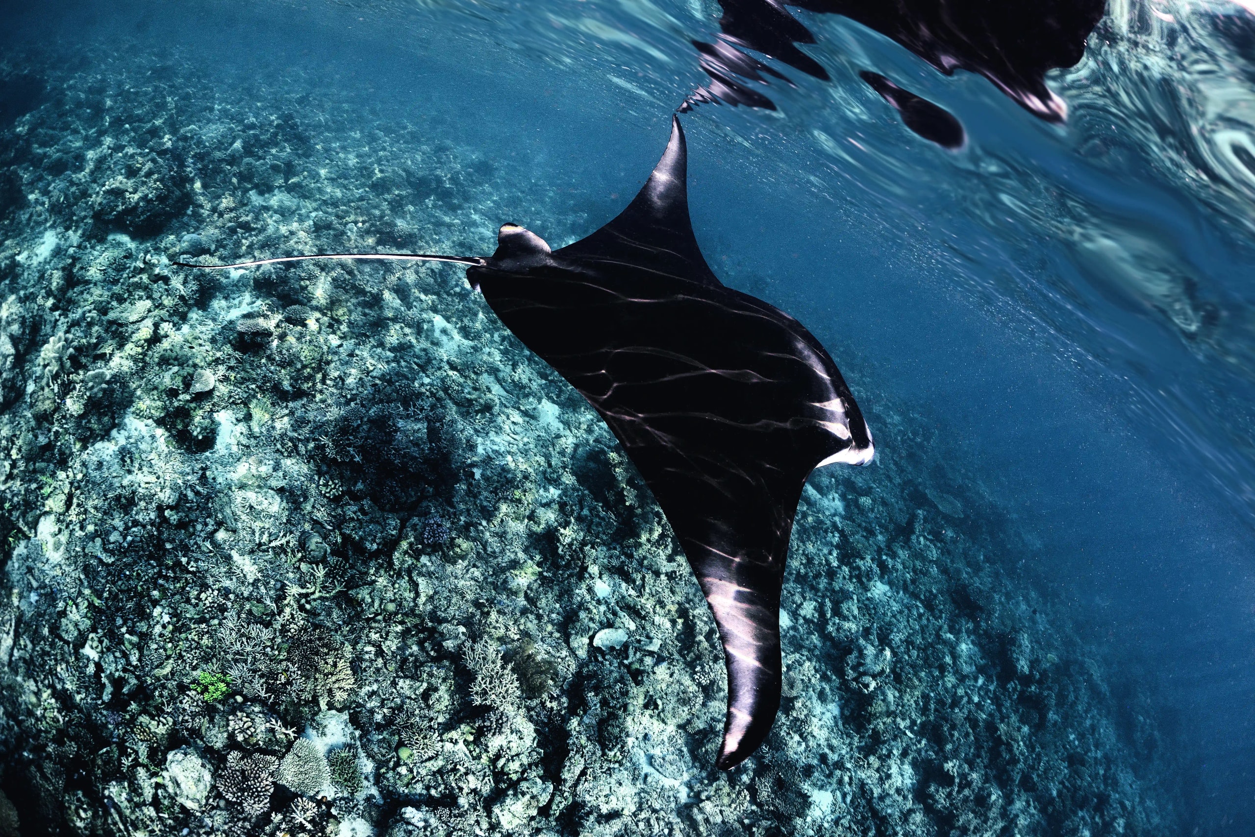 Black manta ray gliding beneath the ocean surface over a coral reef.