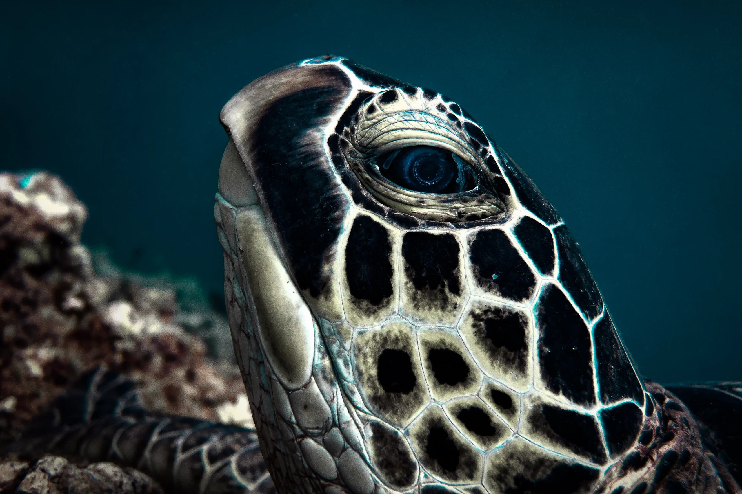 Close-up of a sea turtle's head underwater.