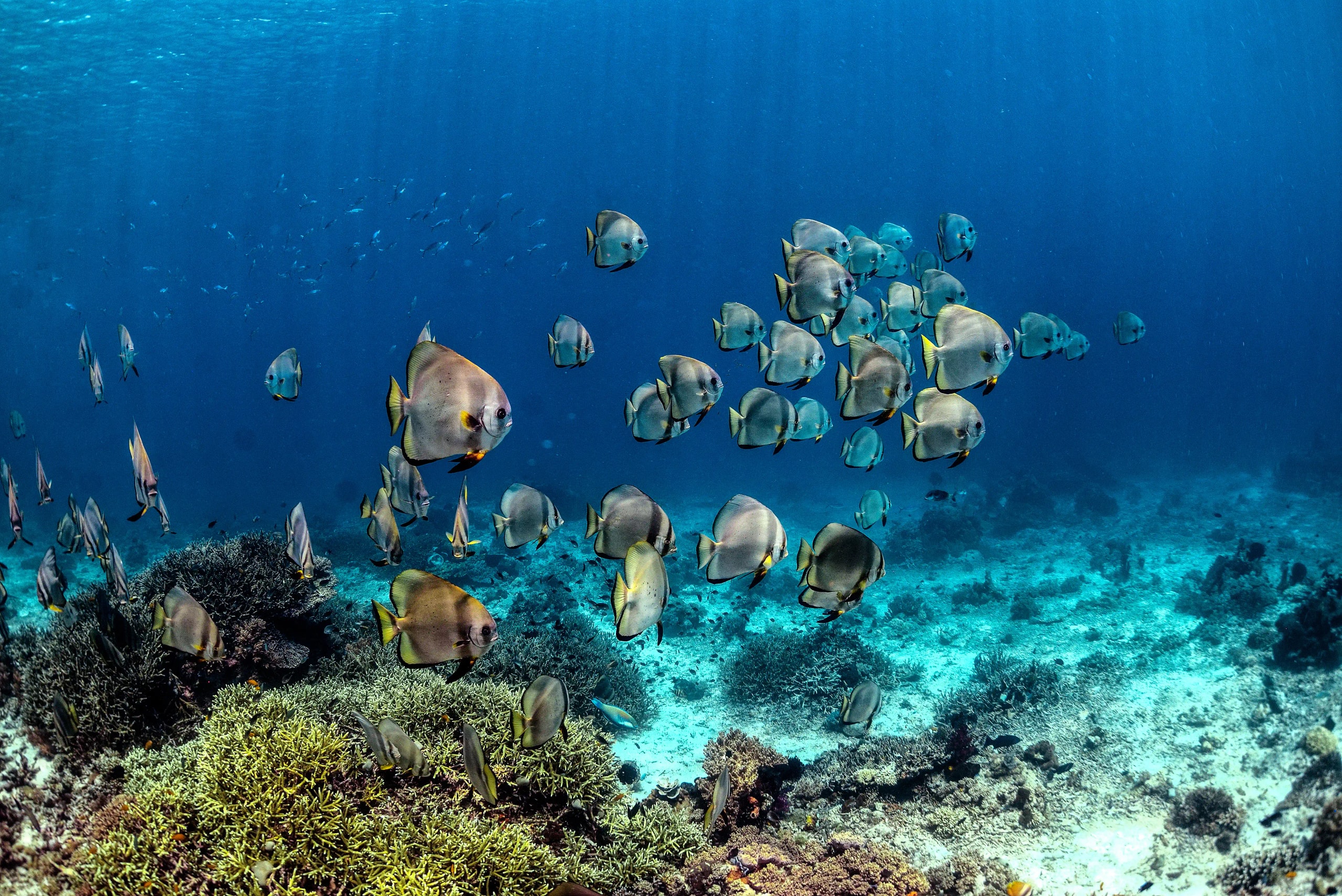 School of batfish swimming above a coral reef.