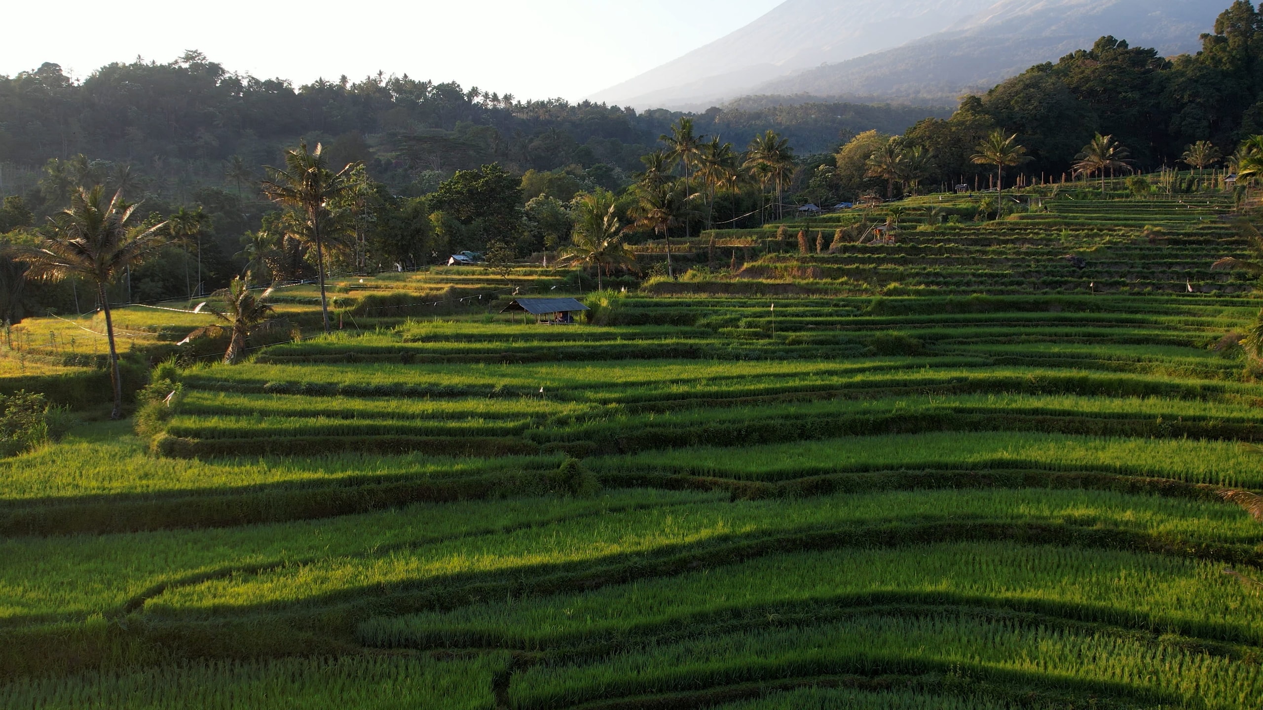 Bayan Rice Fields